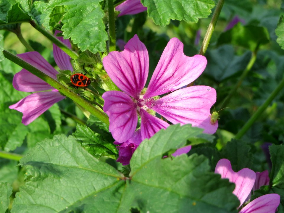 20140928Malva_sylvestris2