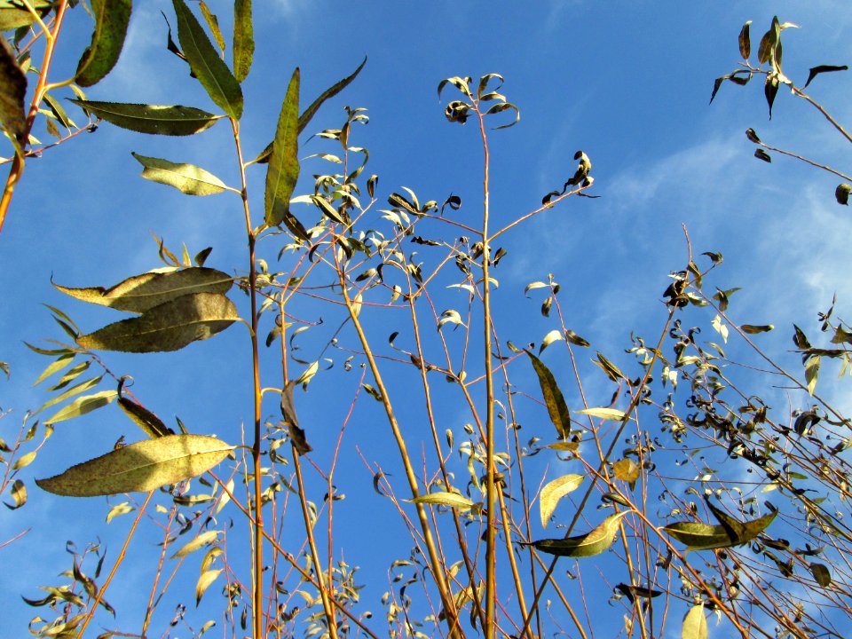 20141108Salix_alba6