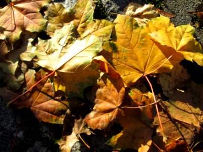 20141106Acer_platanoides4