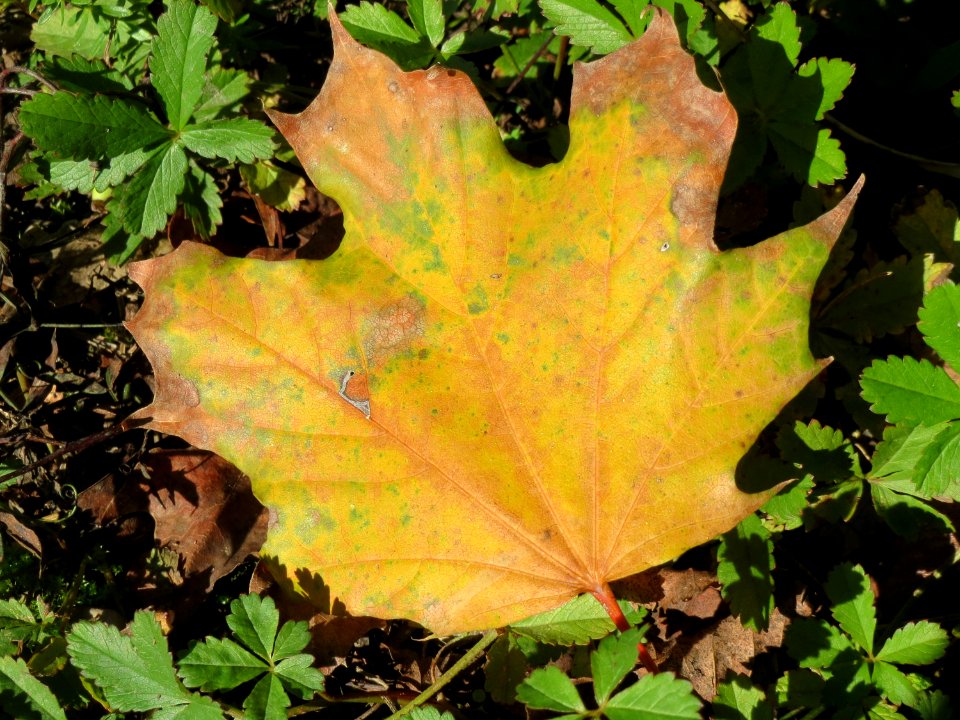 20141018Acer_platanoides3