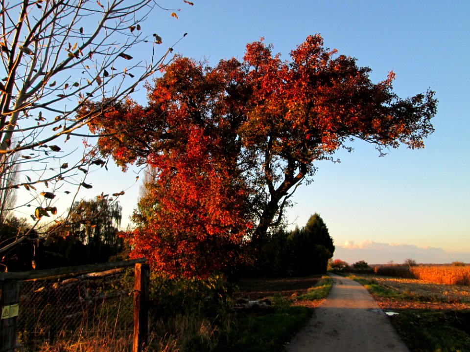20141106Birne_Reilingen5