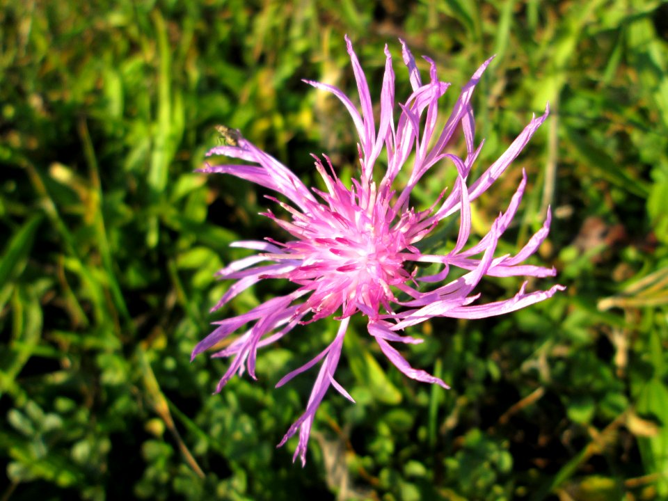 20141106Centaurea_jacea1