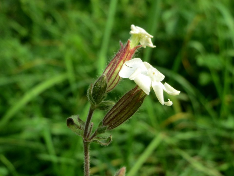 20140928Silene_latifolia2
