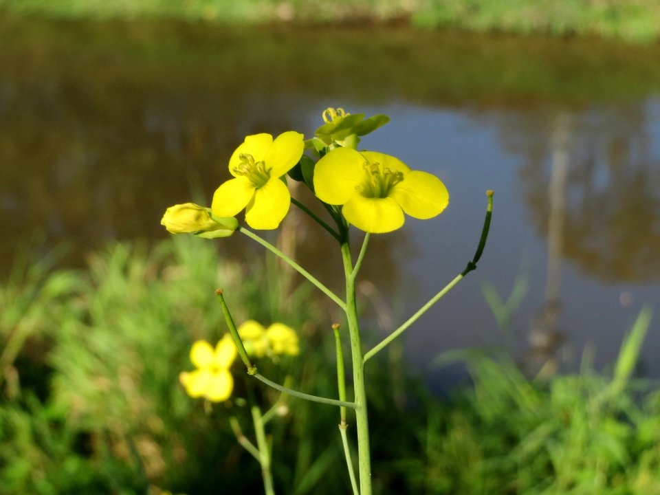 20141018Diplotaxis_tenuifolia1