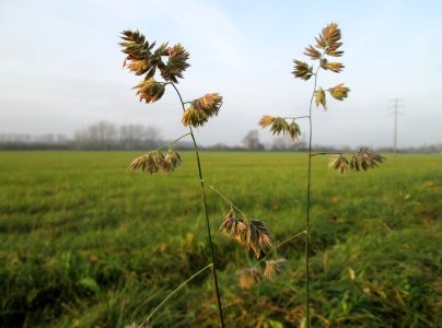 20141123Dactylis_glomerata1