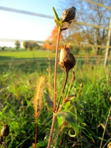 20141106Silene_latifolia2