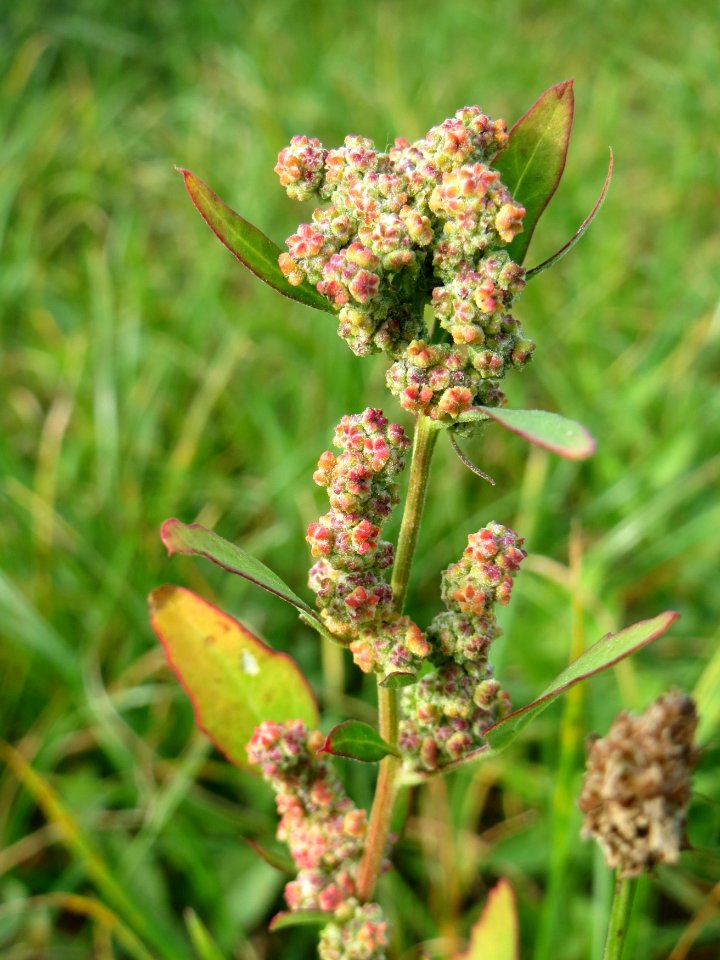 20140929Chenopodium_album