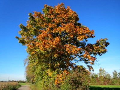 20141018Acer_platanoides1