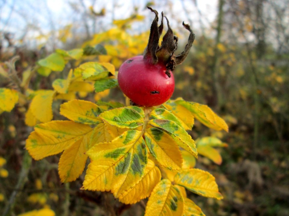 20141122Rosa_rugosa2