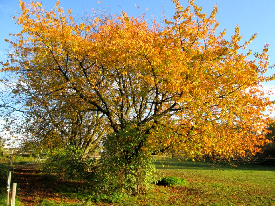 20141106Prunus_sect_Cerasus