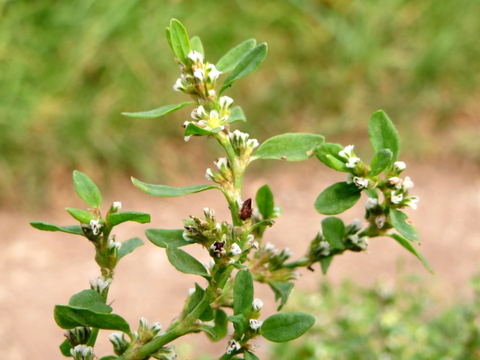 20140928Polygonum_aviculare2