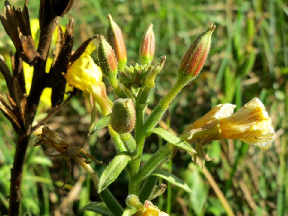 20141018Oenothera_biennis2