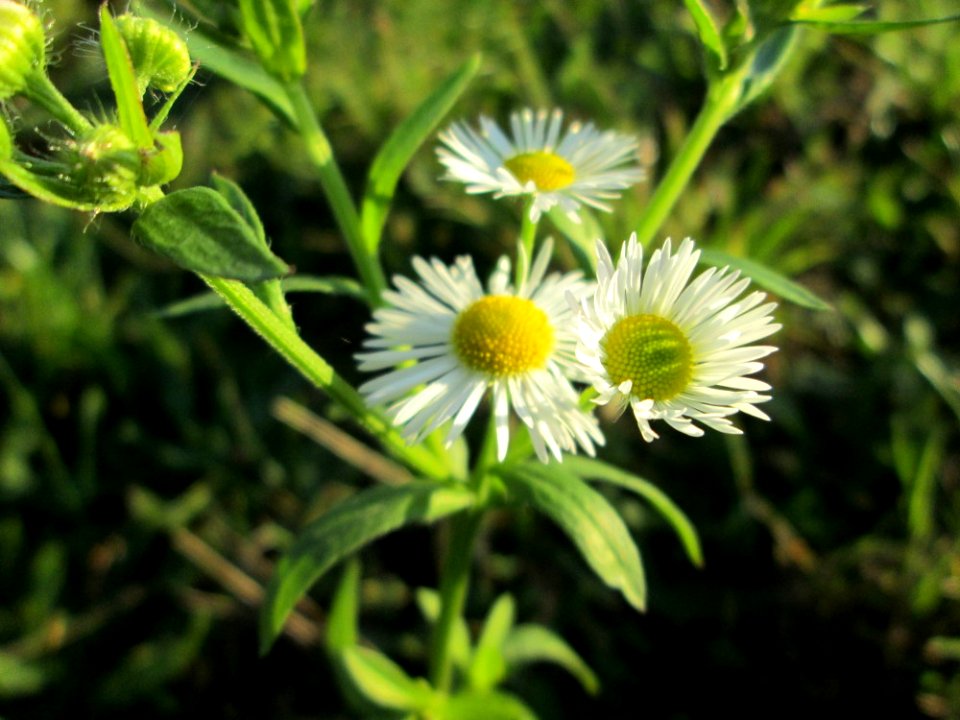 20141106Erigeron_annuus