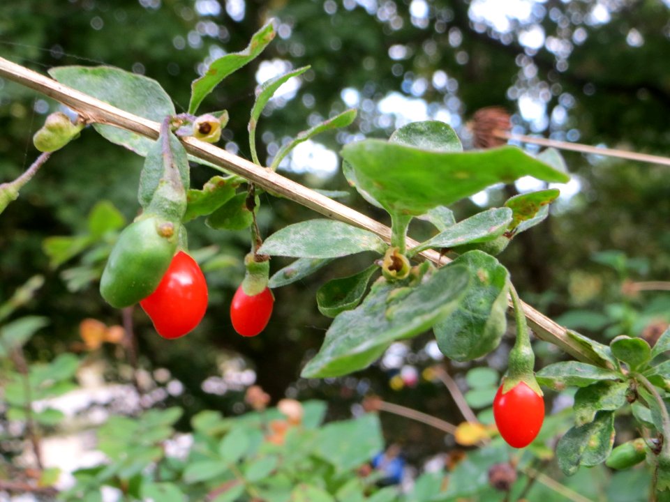 20140929Lycium_barbarum2