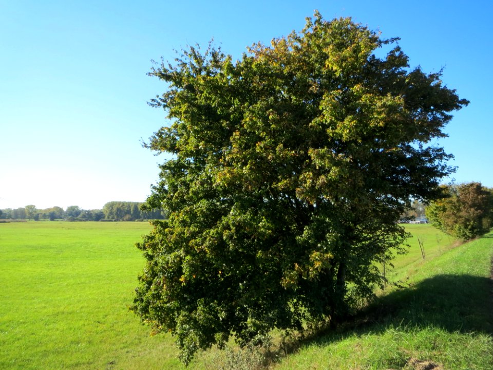 20141018Acer_campestre