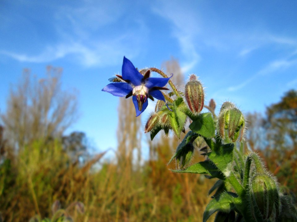 20141108Borago_officinalis2