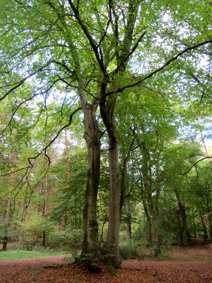 20140929Fagus_sylvatica3