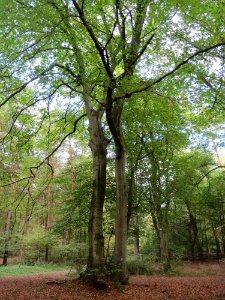 20140929Fagus_sylvatica3
