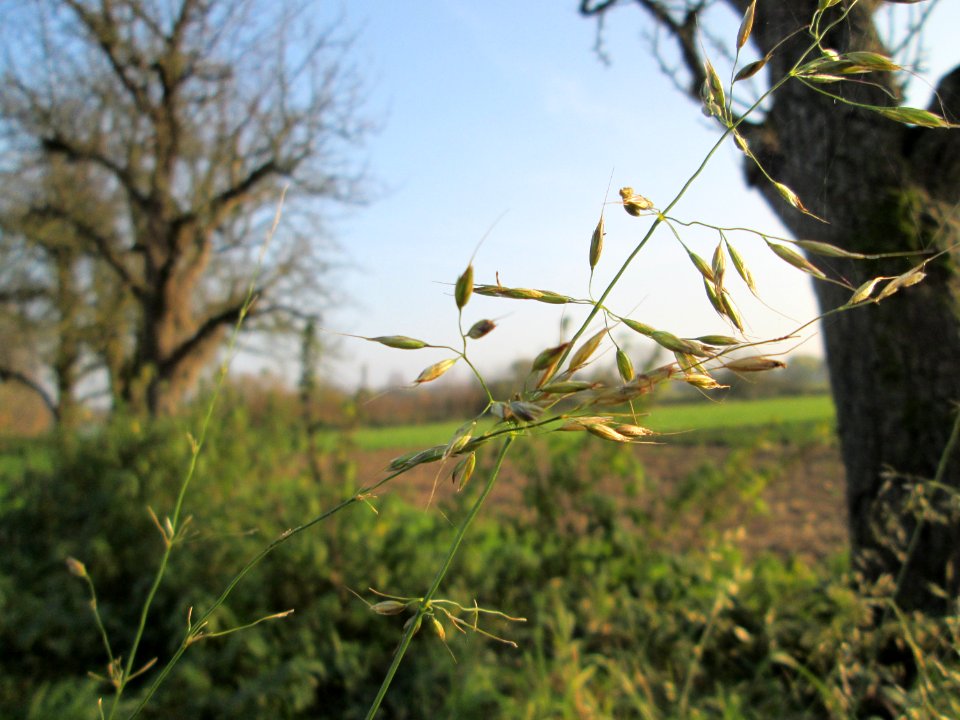20141123Arrhenatherum_elatius1