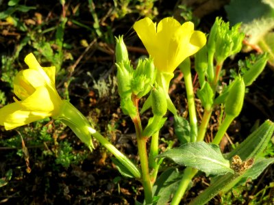 20141017Oenothera_biennis2