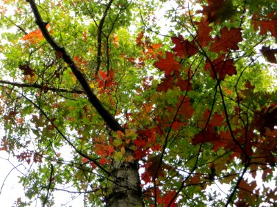 20140928Quercus_rubra