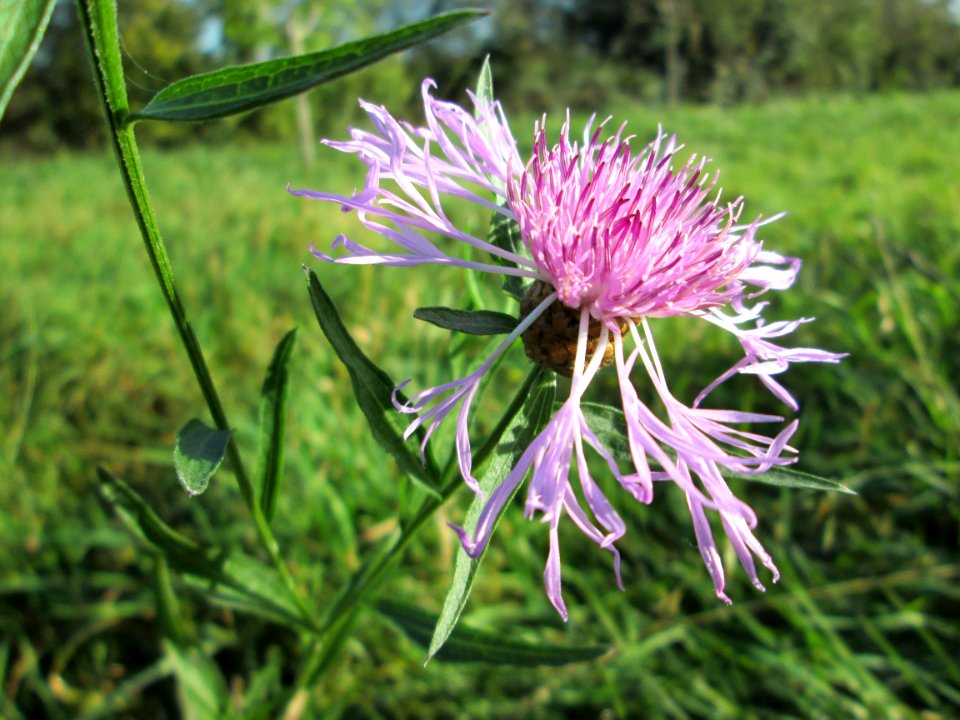 20141108Centaurea_jacea