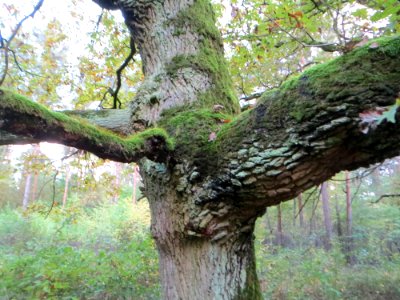 20141017Quercus_robur4