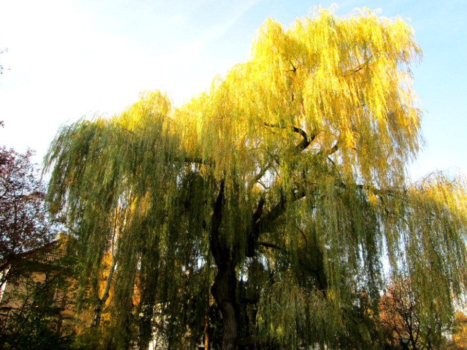 20141122Salix_sepulcralis2