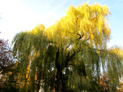 20141122Salix_sepulcralis2