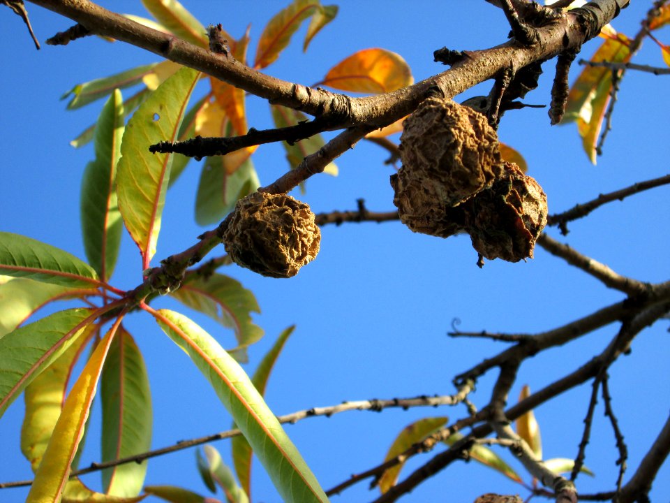 20141108Prunus_dulcis6