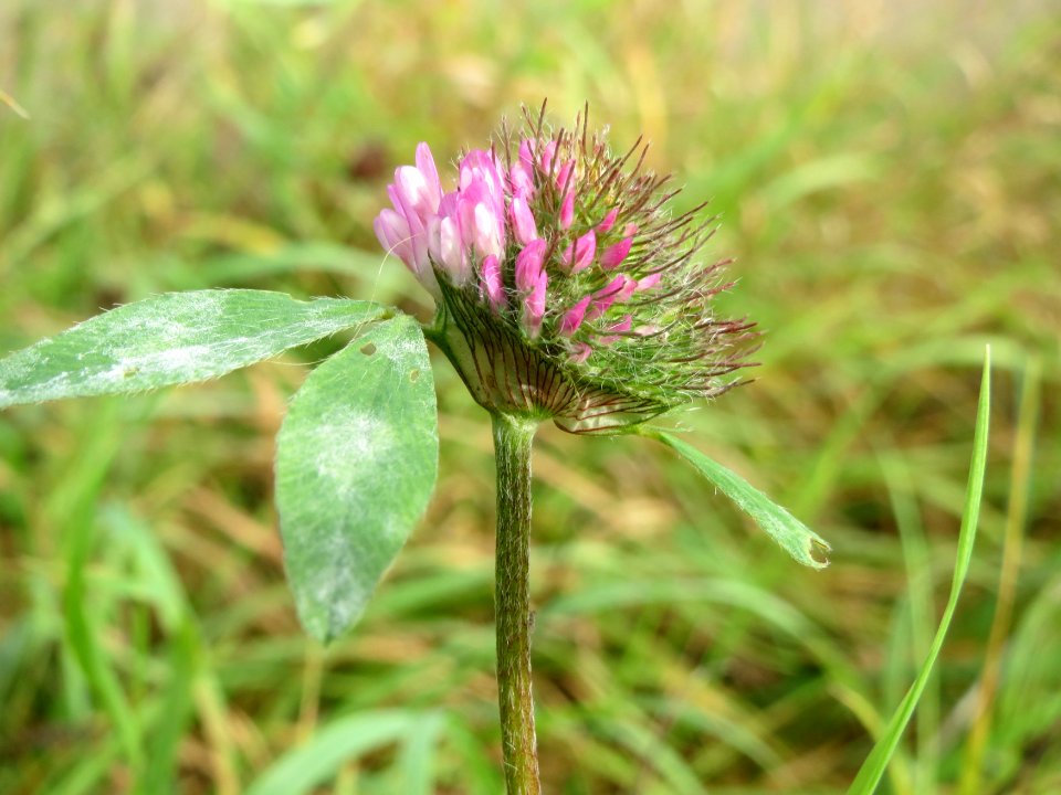 20141017Trifolium_pratense