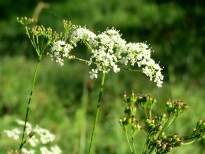 20141018Pimpinella_saxifraga3