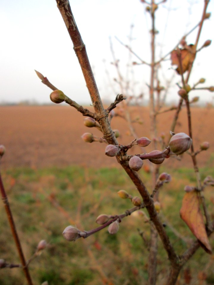 20141123Cornus_mas2