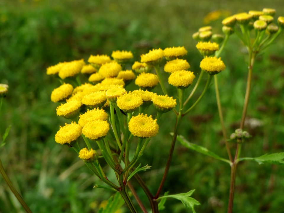 20141017Tanacetum_vulgare1