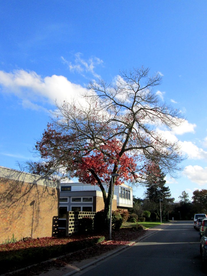 20141108Quercus_coccinea1