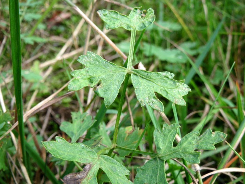20141017Peucedanum_oreoselinum6