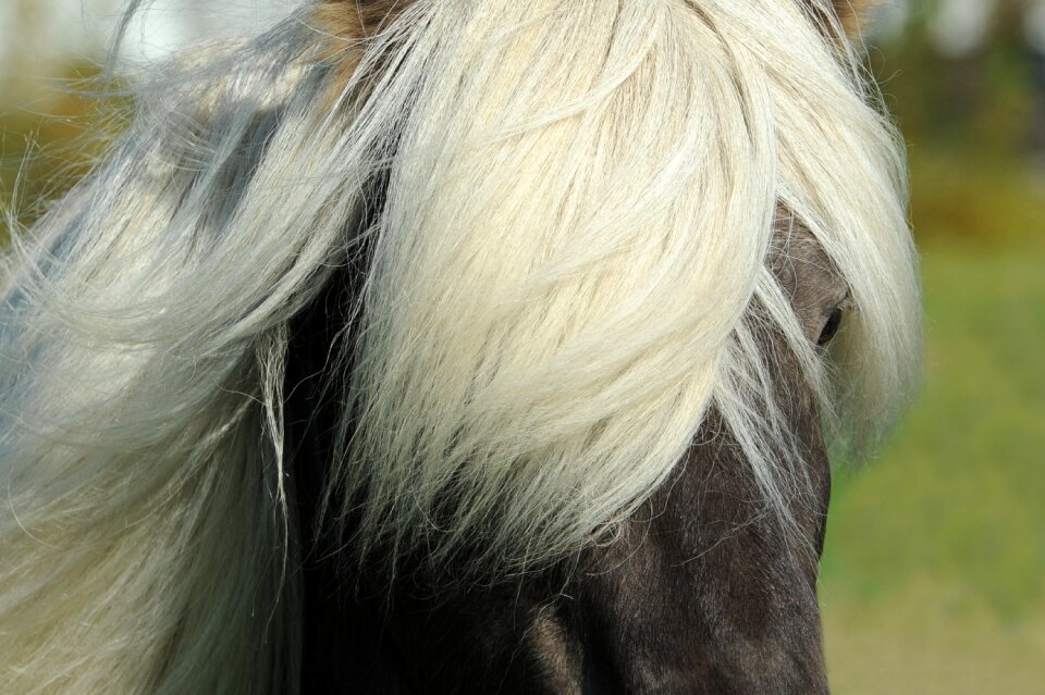Mane iceland pony small horses