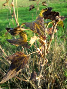 20141108Ribes_uva-crispa3