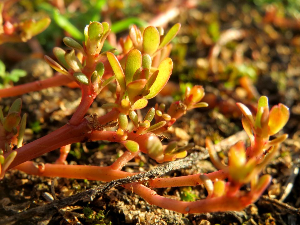20141017Portulaca_oleracea2