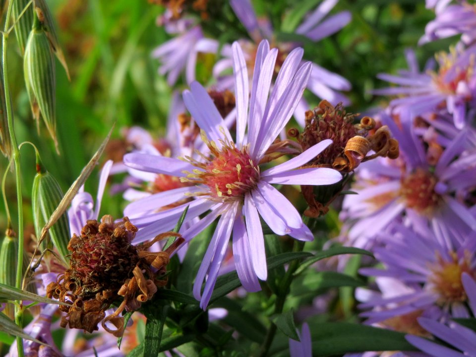 20141013Symphyotrichum6