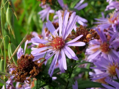 20141013Symphyotrichum6