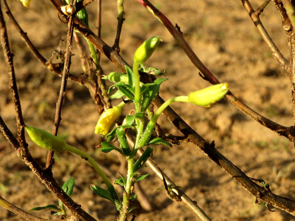 20141017Oenothera_biennis4