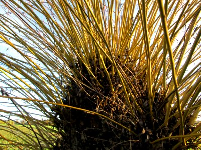 20141108Salix_alba5