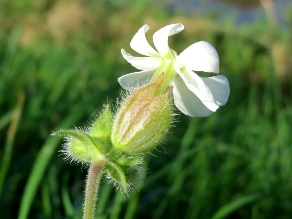 20141018Silene_latifolia