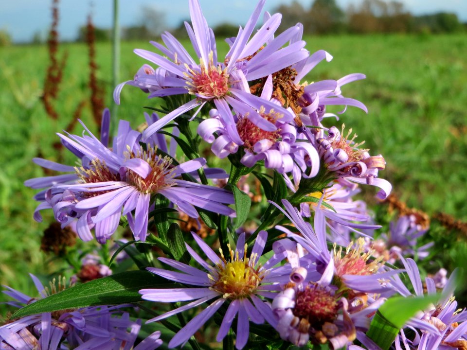 20141013Symphyotrichum2