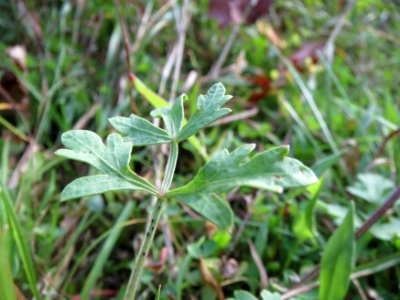 20141017Peucedanum_oreoselinum5