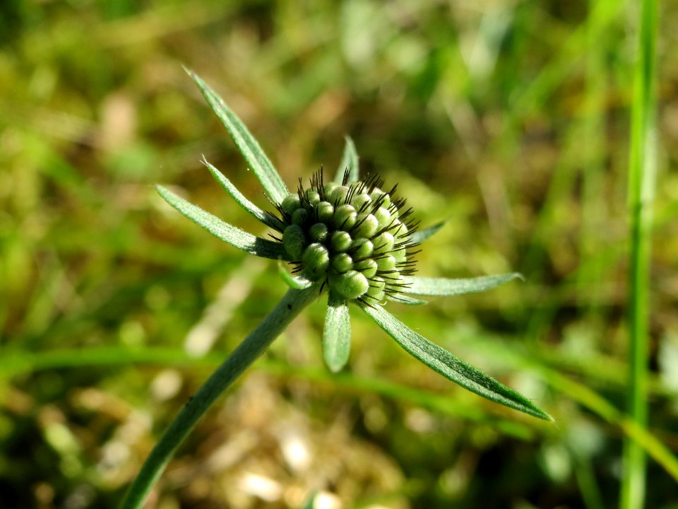 20141018Scabiosa_columbaria3