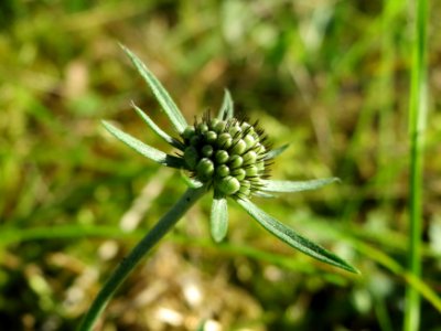 20141018Scabiosa_columbaria3