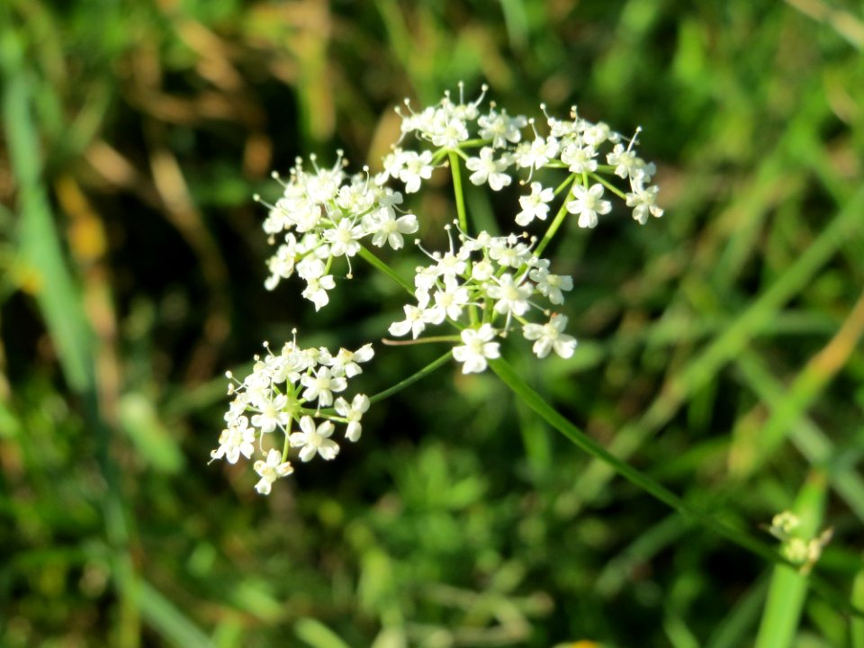 20141018Pimpinella_saxifraga4