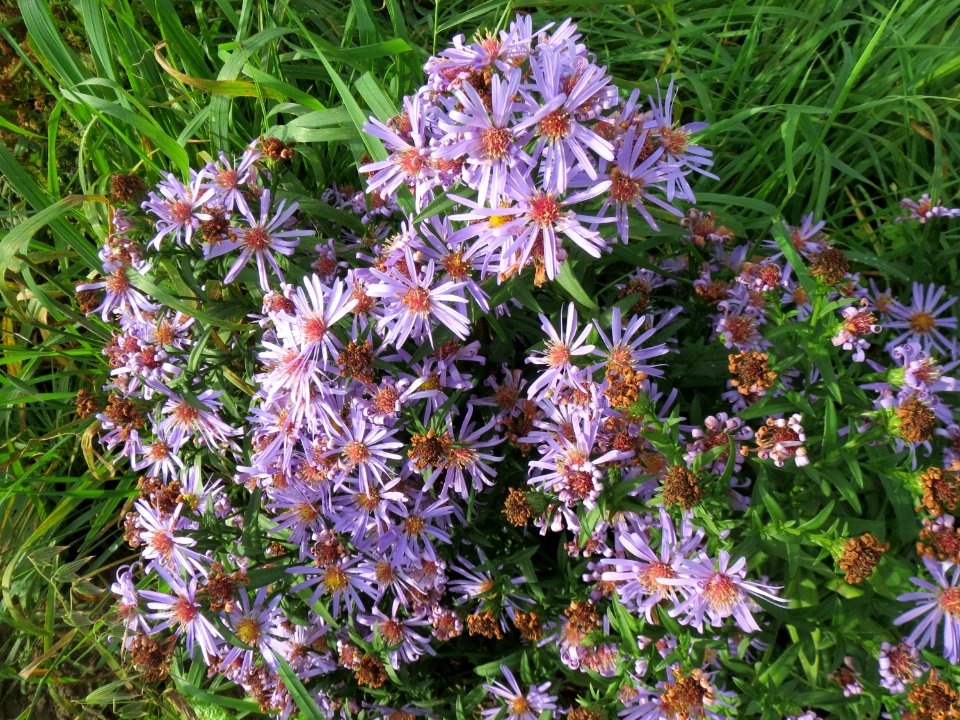 20141013Symphyotrichum1
